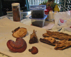 Photo of fungi and pieces of wood on table.