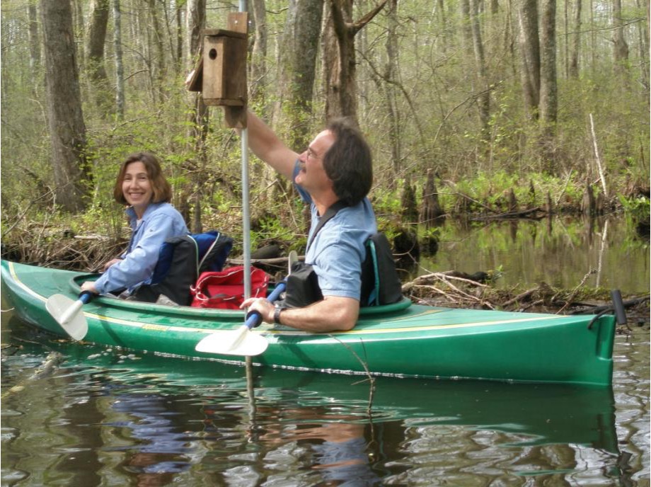 two volunteers in a kayak checking a a nest box mounted in a swampy area