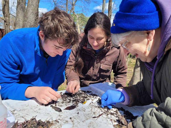 three people outdoors, picking through a pile of leaves and insects on a table