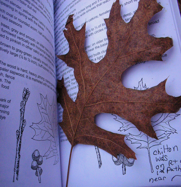 oak leaf on top of a field guide to trees, open to the scarlet oak page