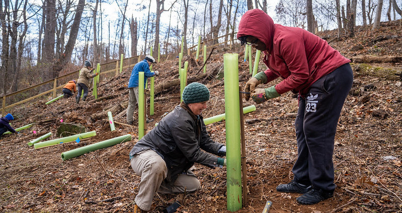 six volunteers on a forested hillside, planting trees and putting plastic protective tubes around them