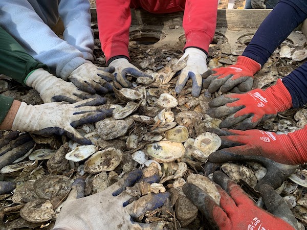 six people's arms, with gloves on, reaching into a pile of oysters