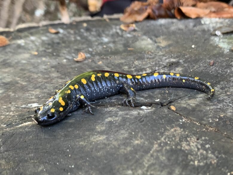 Salamander
