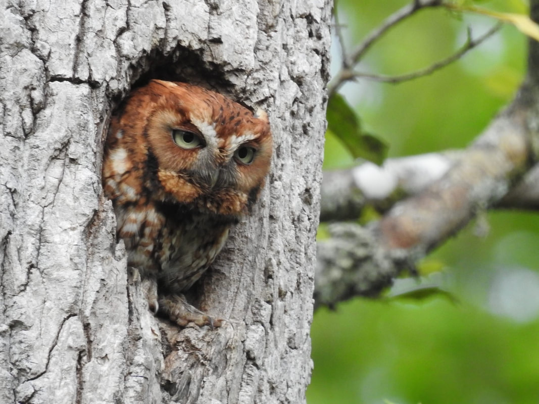 Eastern Screen Owl