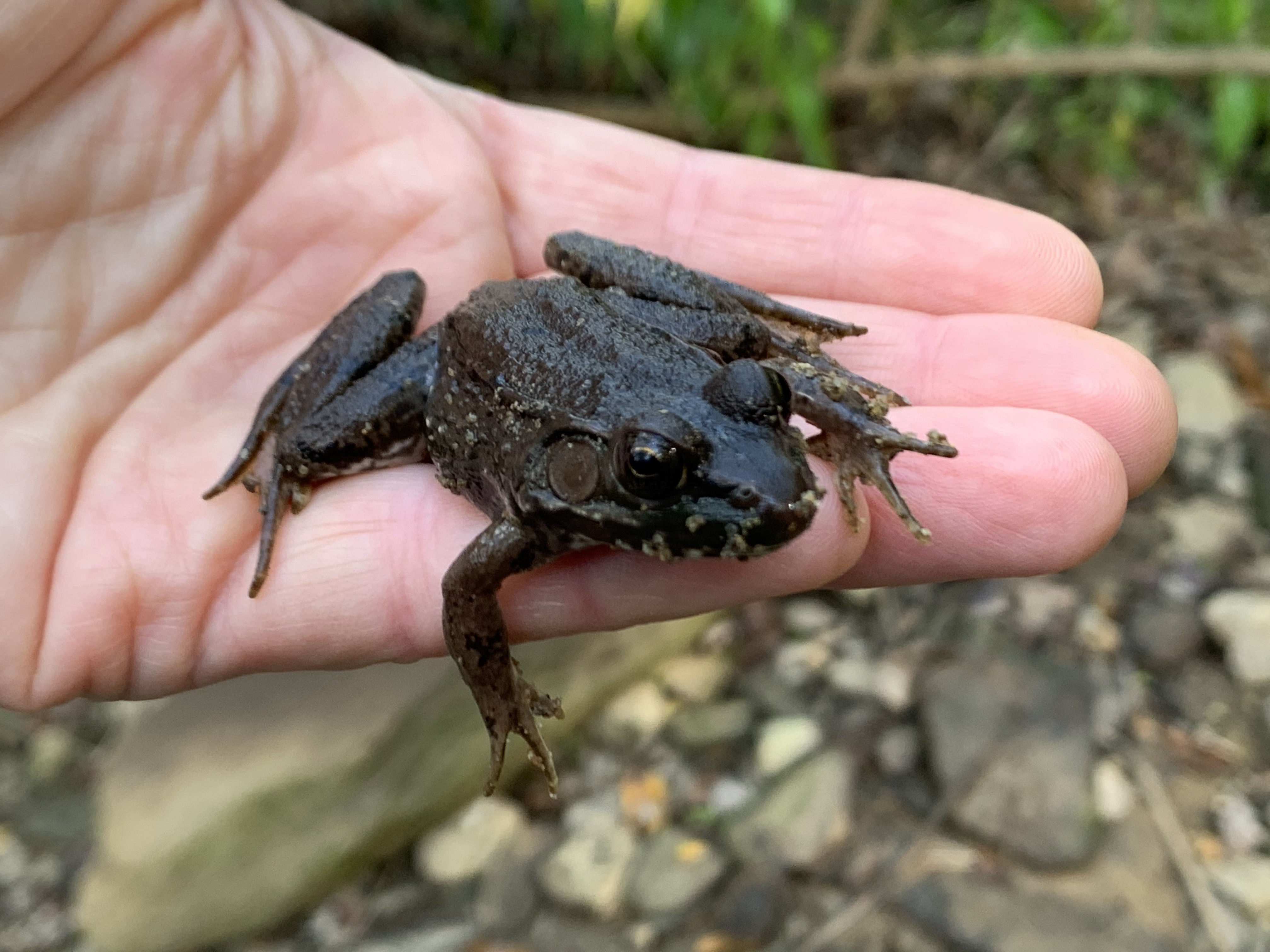 Open Popup for dark brown and green frog in a person's hand