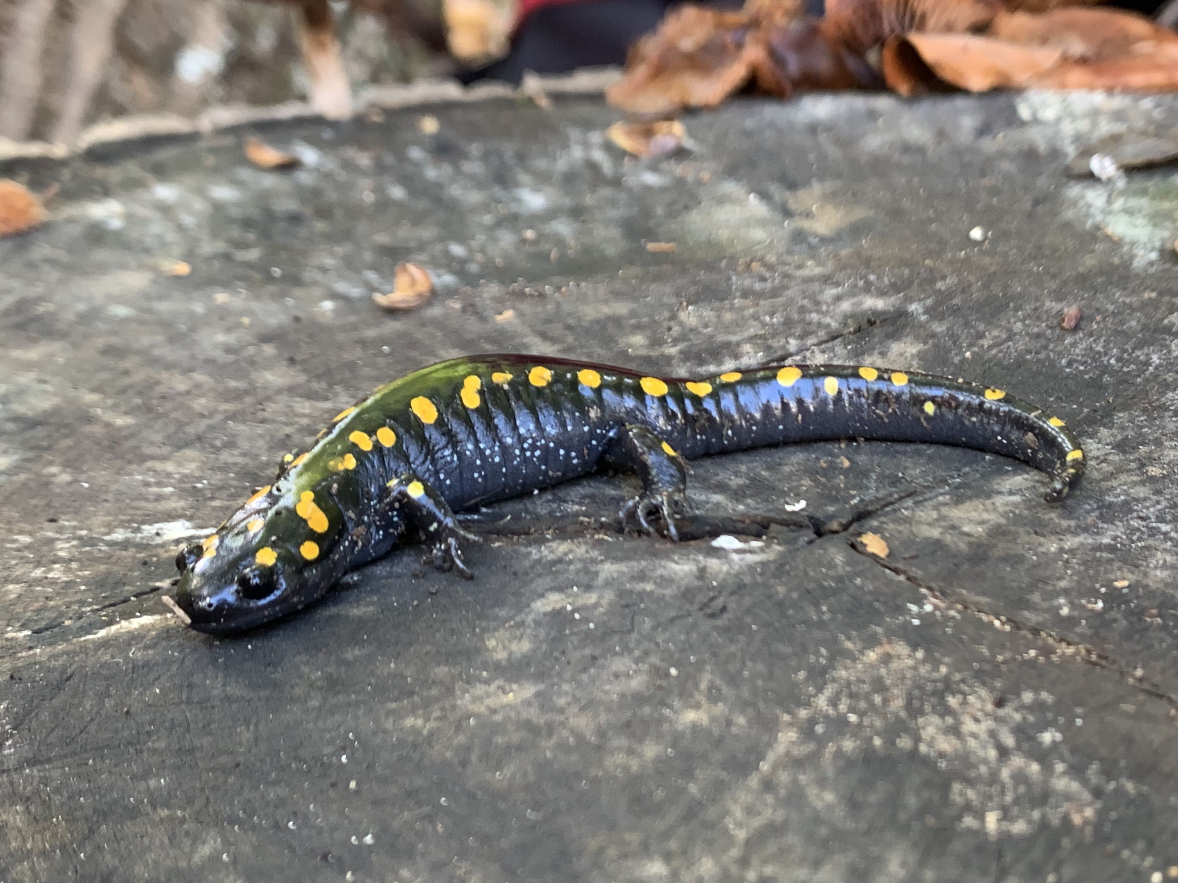 black salamander with yellow spots on a rock