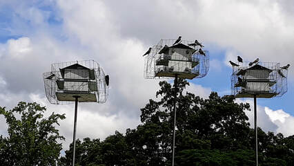 photo of three purple martin birdhouses