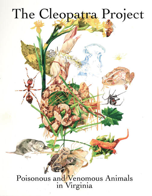 drawing of many different poisonous and venomous animals grouped together