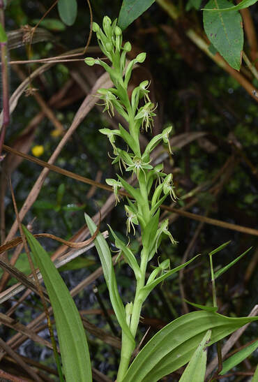green orchid in bloom
