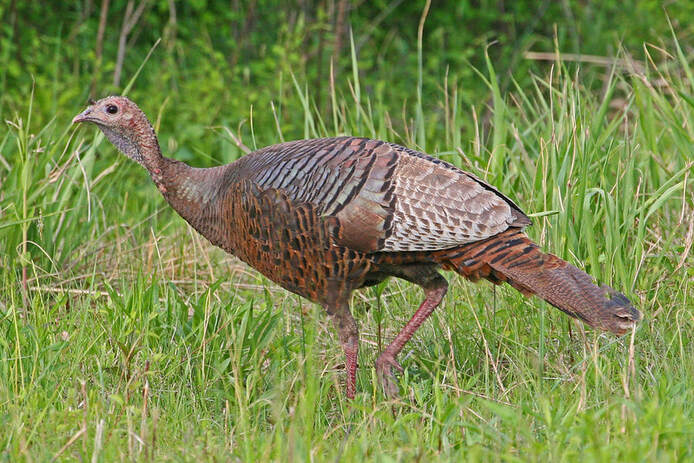 side view of female wild turkey in grass