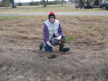 volunteer planting a shrub