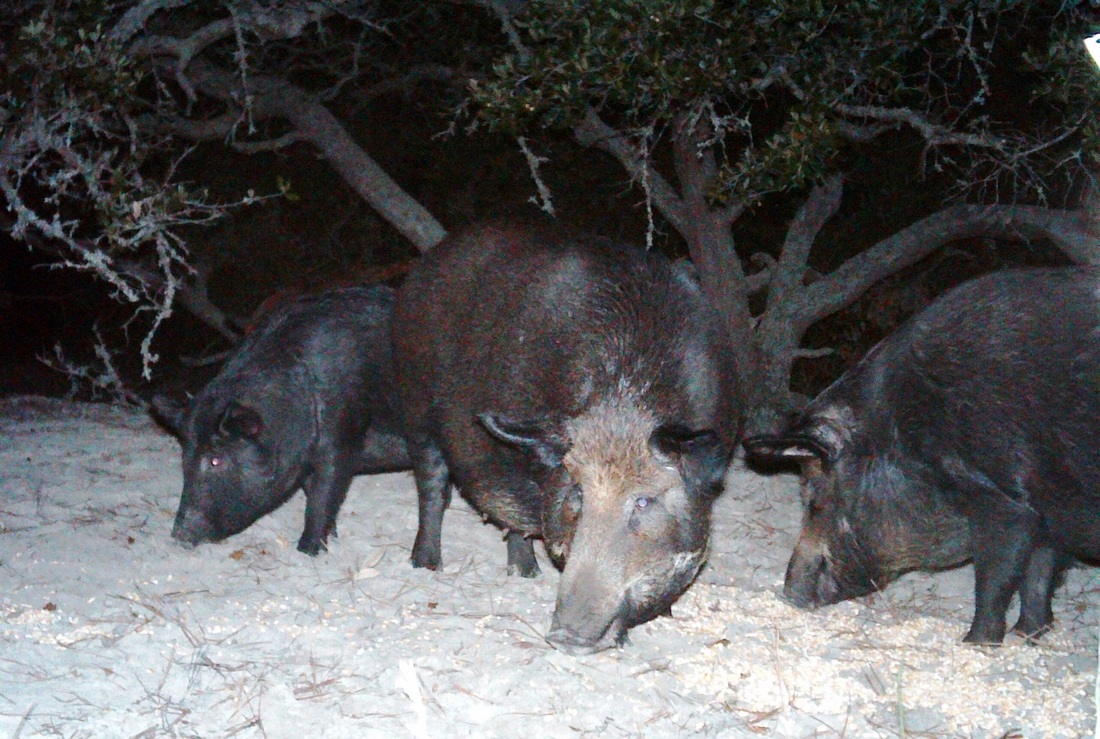 three feral hogs
