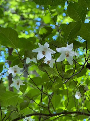 white flowers on a shrub