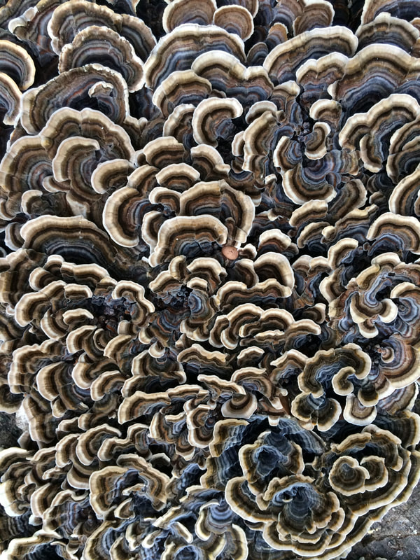Close-up of Turkey Tail fungus showing a rippling patter in whites and browns