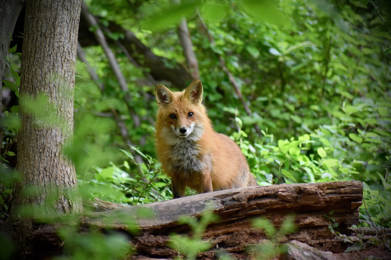 Red fox looking right at camera, standing behind a fallen log with green forest leaves in foreground and background
