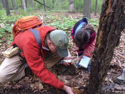 Two people stooping down next to a tr
ee to examine a salamander in the fallen leaves. He holds a smartphone and she holds a notebad.