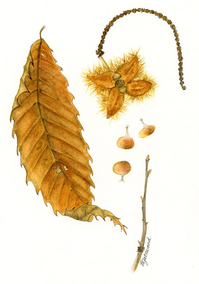 Yellow chestnut leaf alongside twig and flower