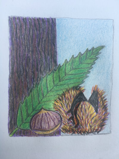 Trunk of chestnut tree with leaf, burr, and nut at the bottom of it.