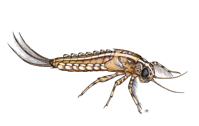 Mayfly nymph, brown and white with feathery gills