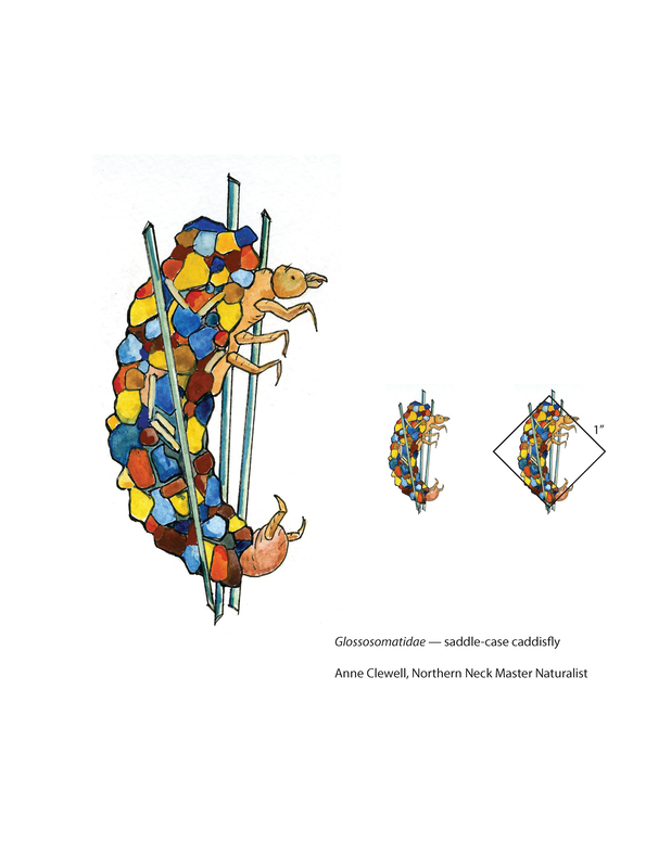 Caddisfly larva in case made of multicolored pebbles