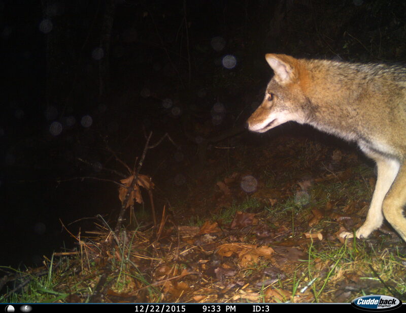 Coyote near water