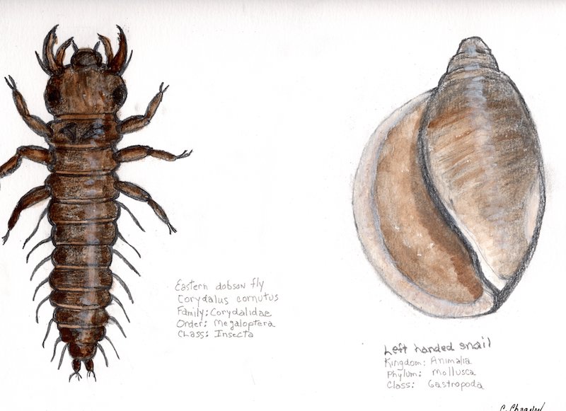 Dobsonfly larva and snail shell
