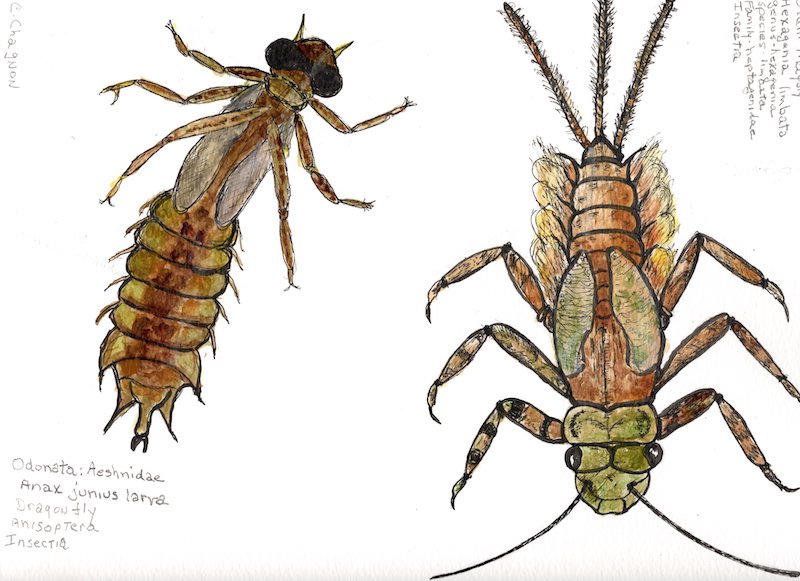 Dragonfly larva and mayfly larva