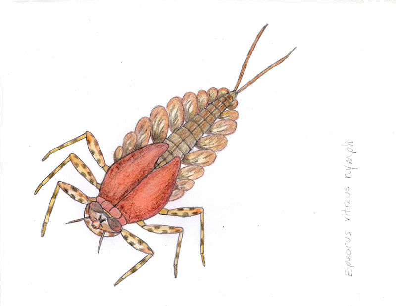 flathead mayfly, red and brown
