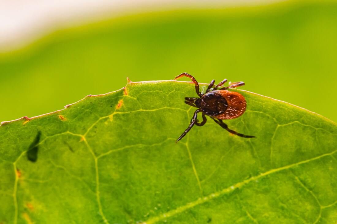 photo of black-legged tick on the edge of a leaf