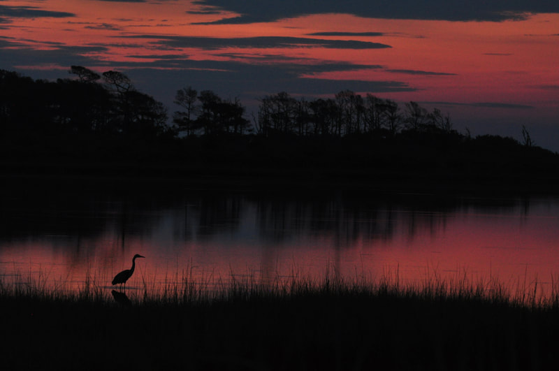 Orange and pink sunset sky over marshland with wading bird in foreground