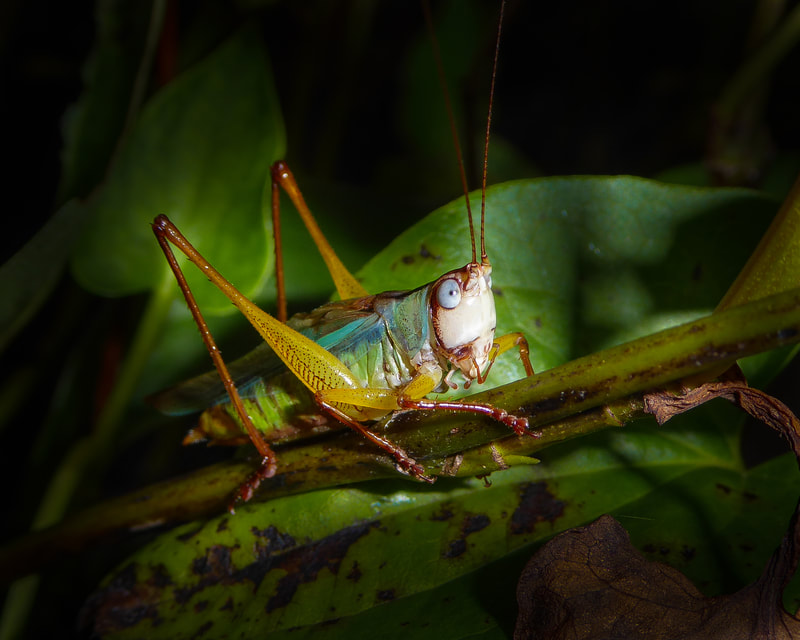 Close-up of green katydid perched on a green twig