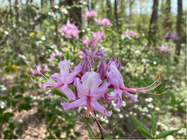 pink azalea blooms
