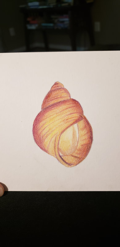 Snail shell