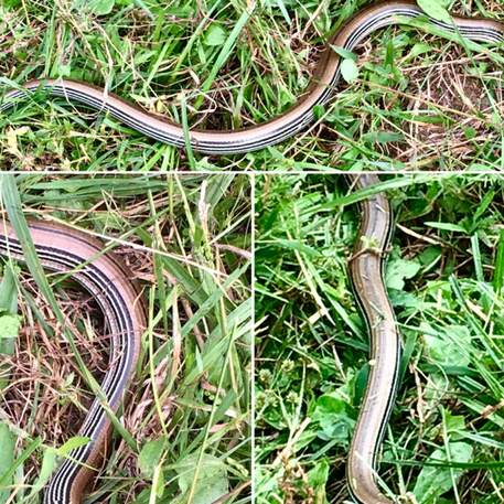 Montage of four photos of glass lizard