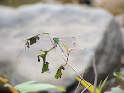 Photo of a green dragonfly