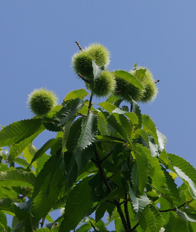 Photo of chestnut burrs on branches with blue sky in background