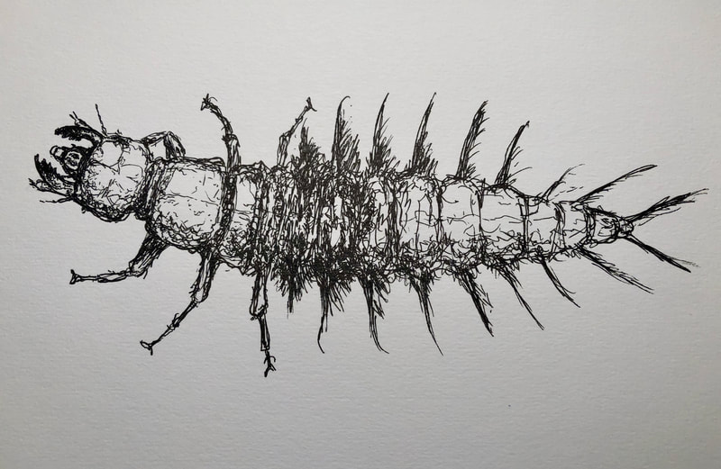hellgrammite, black-and-white drawing