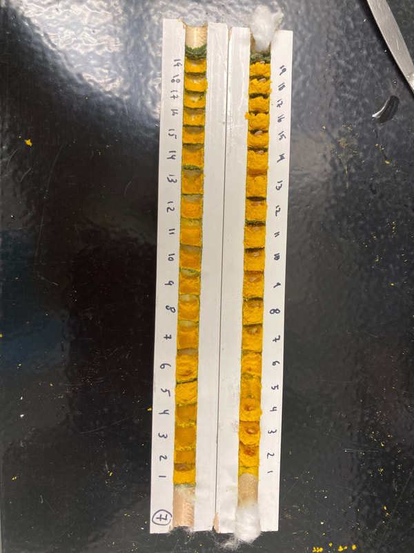 rows of bee larvae