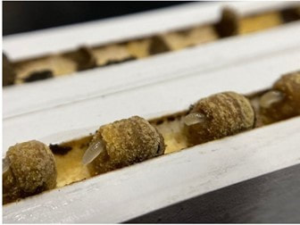 close up of bee larvae