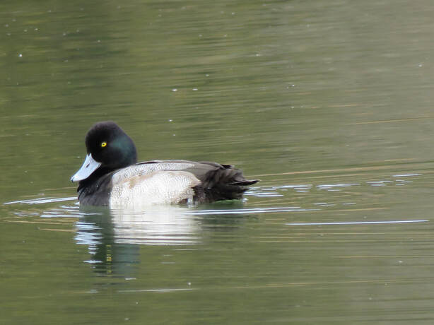 duck with dark head and yellow eye