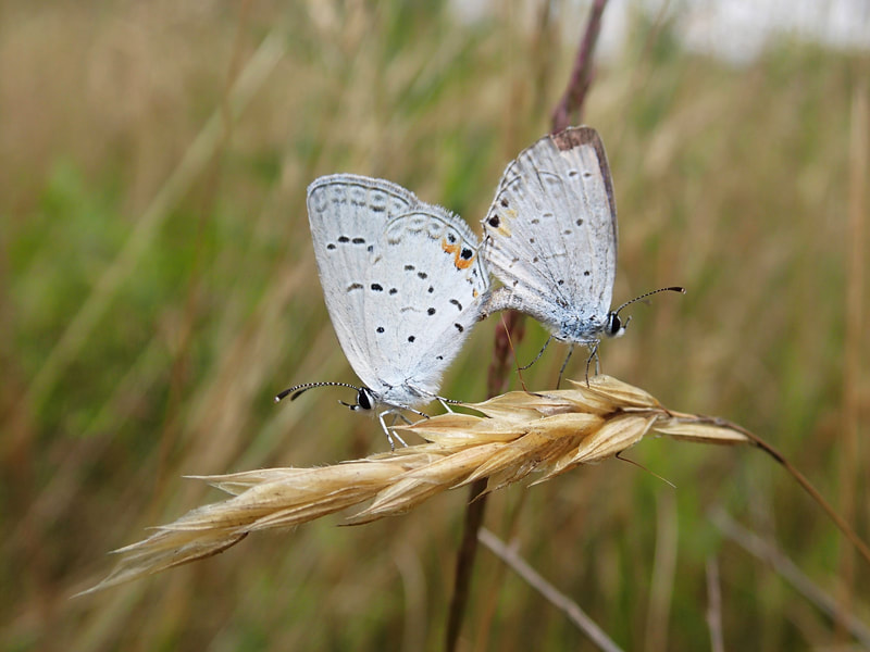 Two light-blue butterflies with abdomens attached, perched on a dried grass seed head