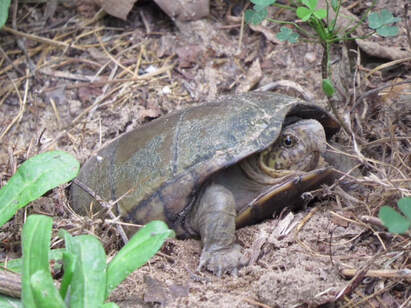 photo of turtle
