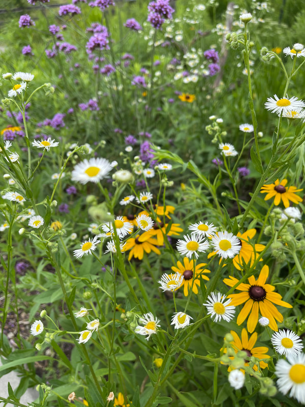 a mix of flowers growing