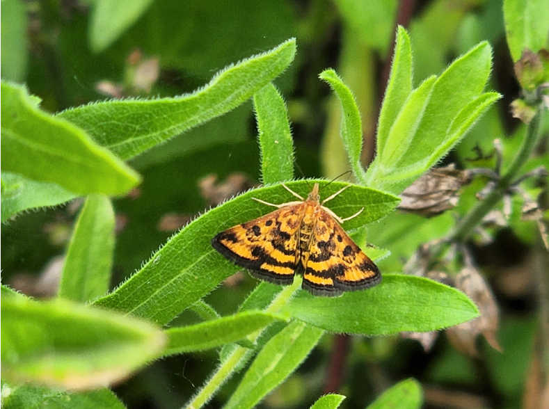 orange and black moth perched on a green leaf