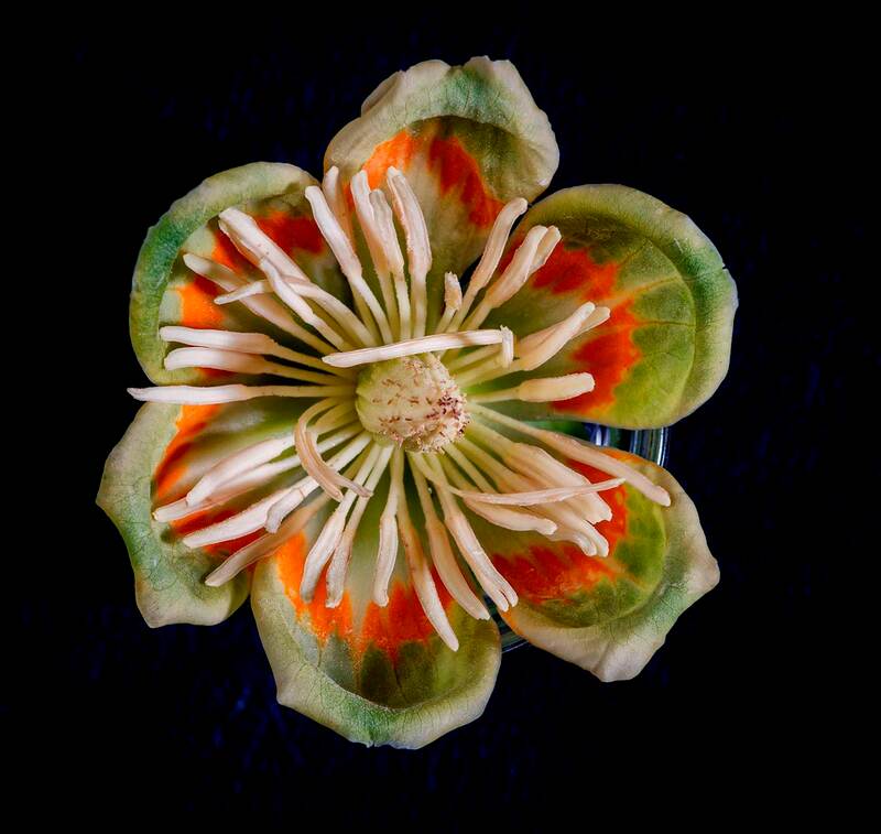 Close up of a tulip tree flower, green petals with an orange band inside