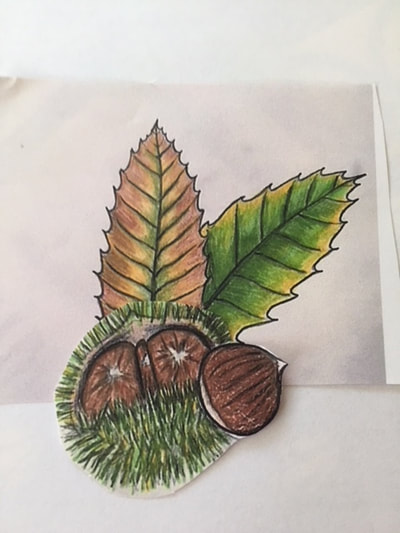 Chestnut burr with 3 nuts and 2 leaves attached