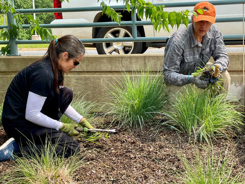 two volunteers planting plants in a garden next to a road