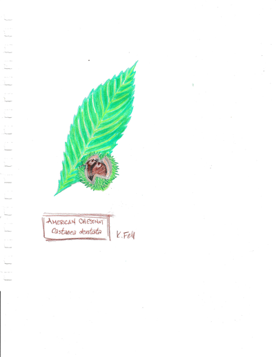 Green chestnut leaf alongside a burr with nut inside