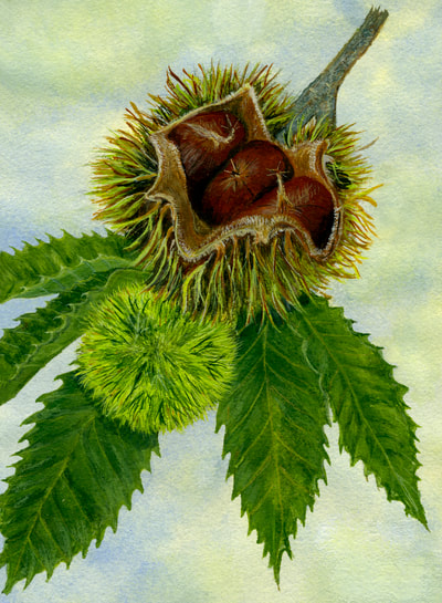 Chestnut branch with leaves, intact burr, and open burr with 3 nuts inside