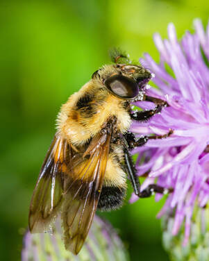 yellow-and-black fly on a purple flower